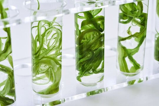 Marine biotechnology scientists researching seaweed